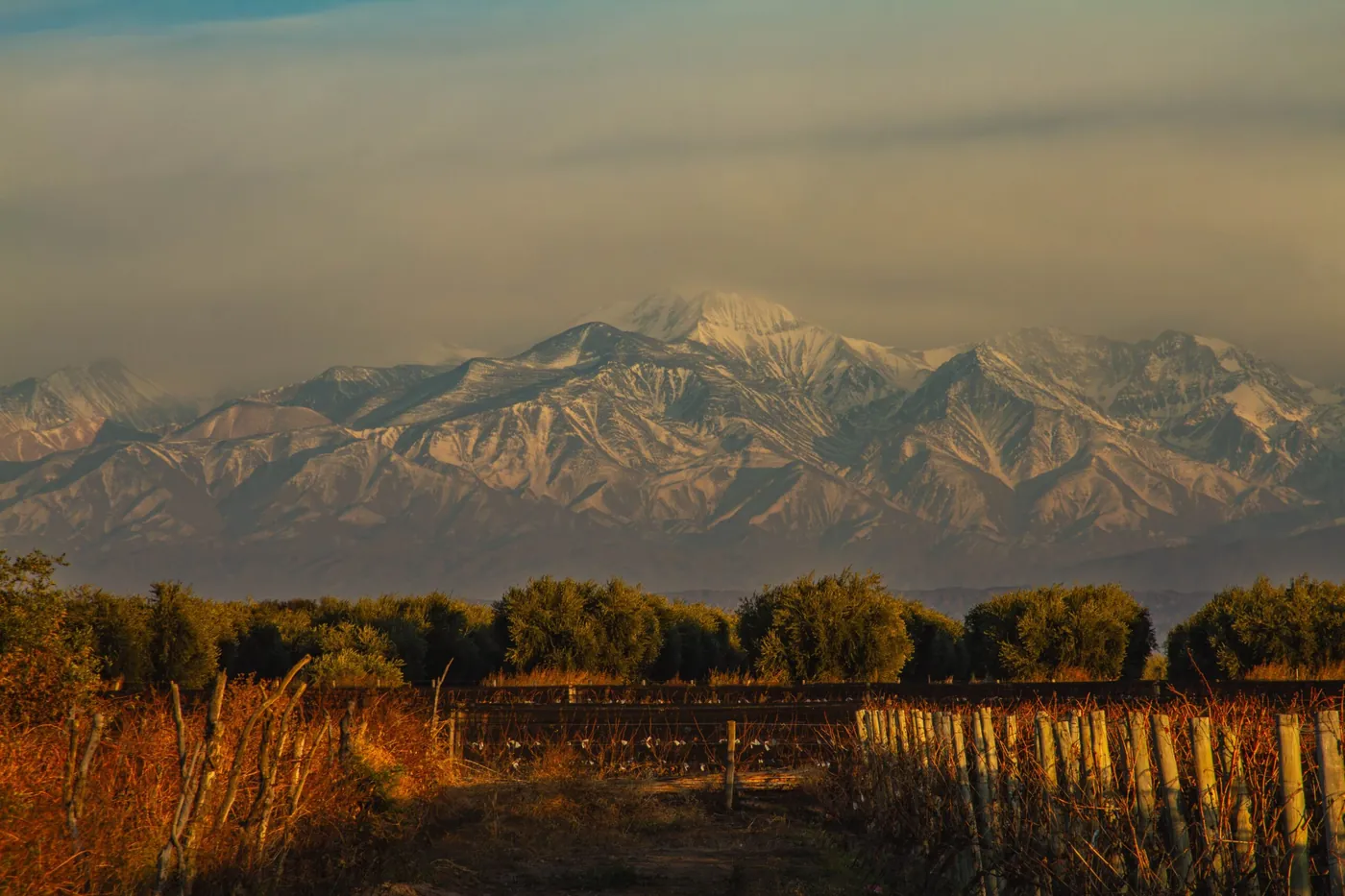 Viñedo y cordillera
