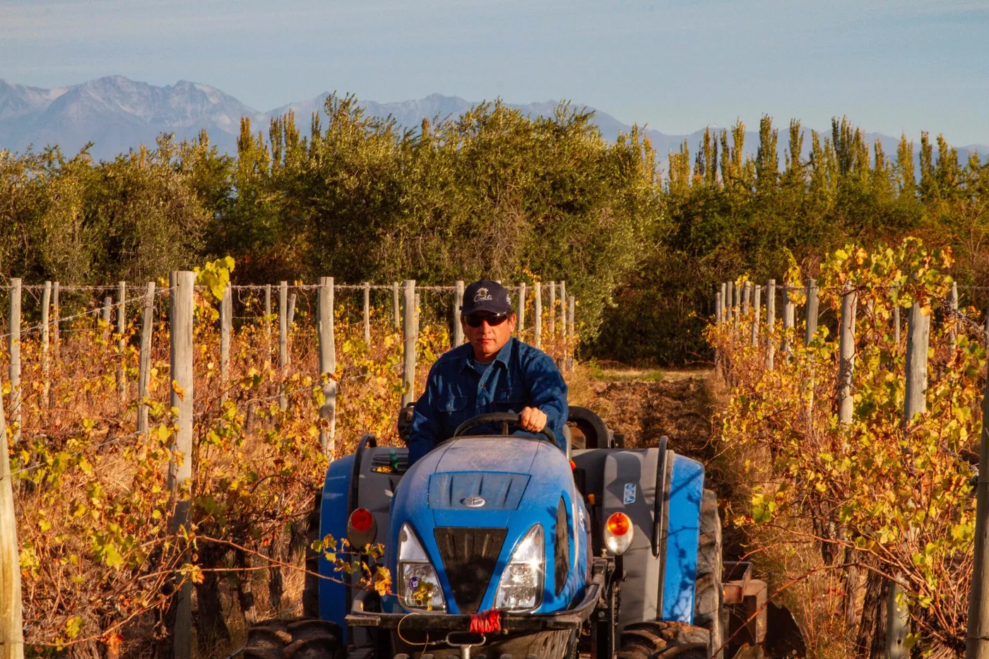 Tractor entre las hileras